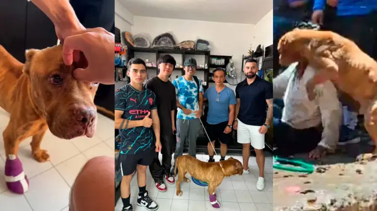 El perro presentaba signos de maltrato. (Especial / EXPRESO)