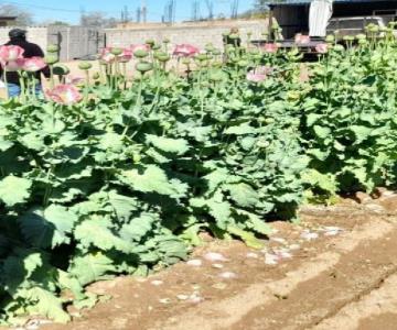 Mesa Estatal descubre 53 plantas de amapolas en domicilio de Altar