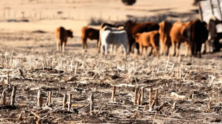 La sequía obliga a reducir los hatos ganaderos, lo que podría afectar la producción de carne.