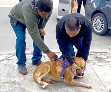 Baja letalidad de rickettsiosis en el primer trimestre de 2024 en Sonora