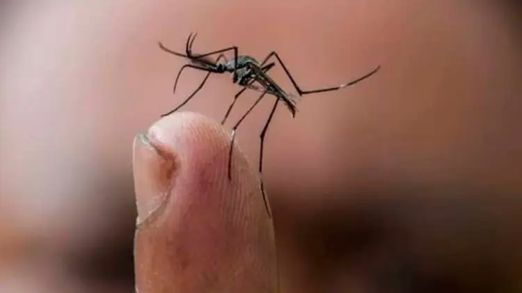 El dengue se transmite con la picadura de un mosquito. (Especial / EXPRESO)