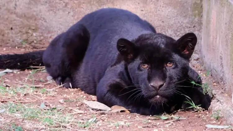 La cachorra estuvo bajo resguardo del zoológico desde noviembre de 2023. (Foto: Captura de video)