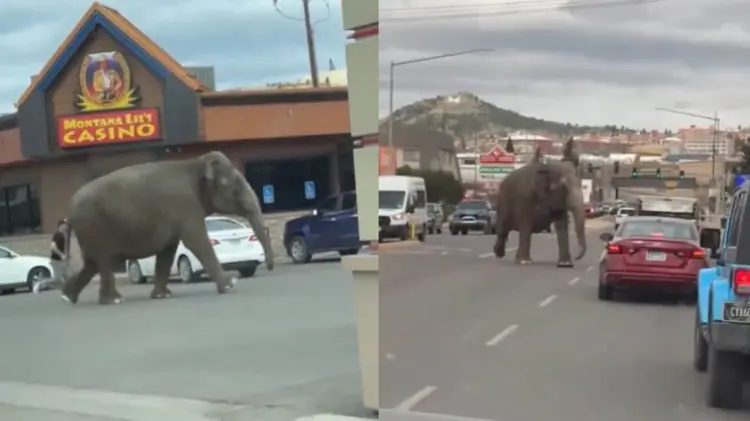 El elefante fue captado en las calles deambulando entre los autos. (Foto: Capturas de video)