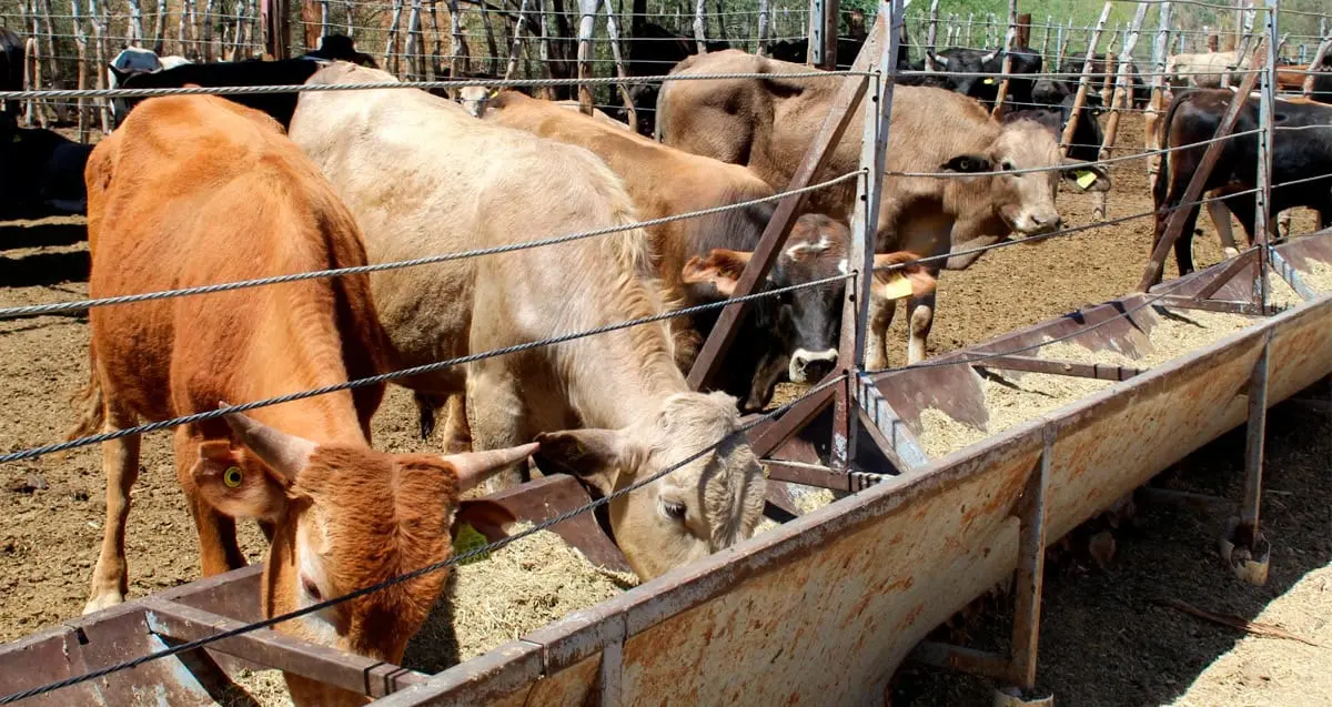 Sequía impulsa la exportación ganadera: UGRS