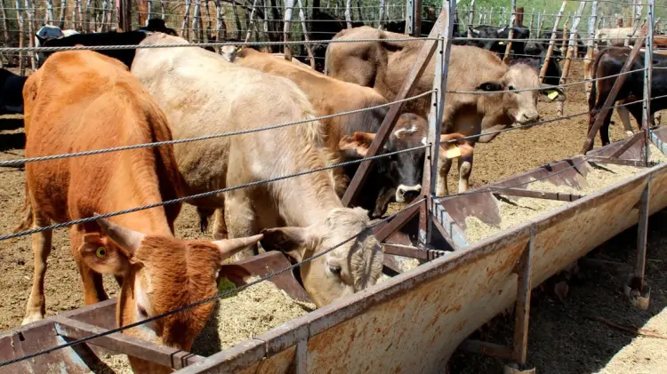 Las lluvias de invierno y la demanda han contribuido a un panorama positivo para el sector.