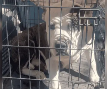 Rescata AMIC a Nala, Pitbull víctima de maltrato animal en Cajeme