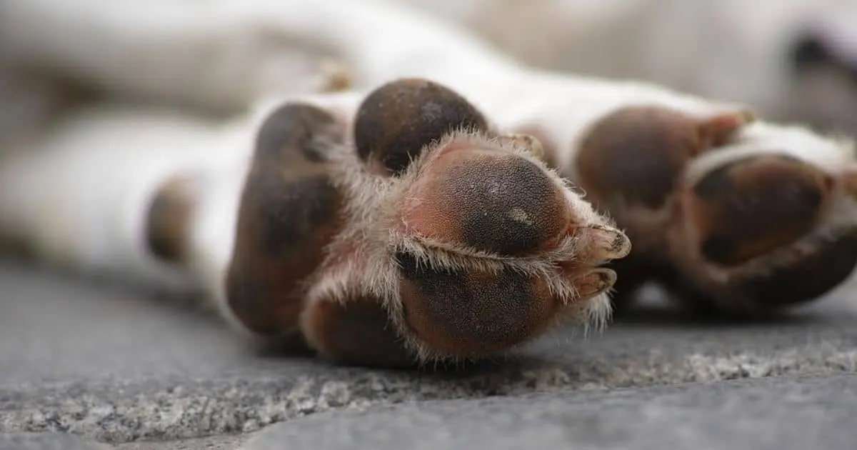 Envenenan a perros en domicilio al norte de Guaymas