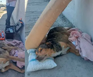 Atropellan a perro y se dan a la fuga; solicitan apoyo económico