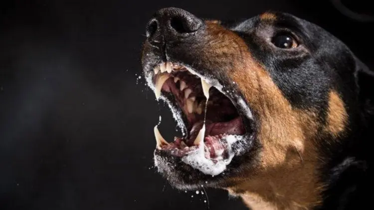 Sonora no reporta ningún caso en cuanto a animales domésticos. (Foto: Especial/EXPRESO)