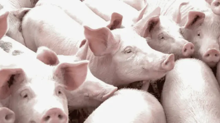Sonora: segundo mayor productor de carne de cerdo y tercero en huevo a nivel nacional. (Ilustrativa)