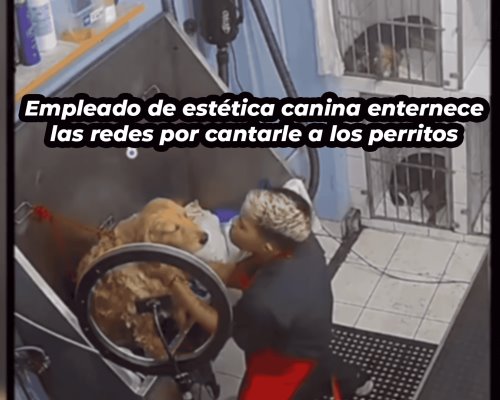 Empleado de estética canina enternece las redes por cantarle a los perritos