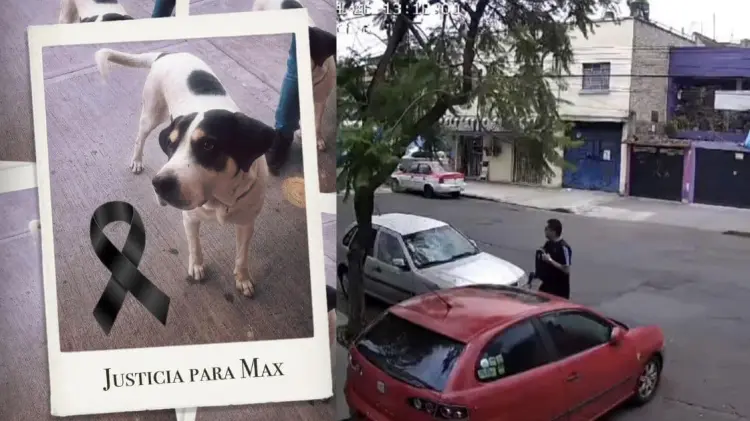 En redes sociales han circulado imágenes del ataque que cobró la vida de Max. (Fotos: Mundo Patitas)