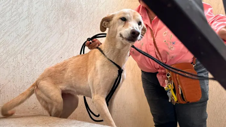 Hícara presentó desnutrición severa, parasitosis y deshidratación. (Foto: FGE de Sonora)