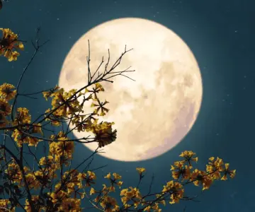 Luna de Flores 2024: ¿qué es y cuándo podrá verse?
