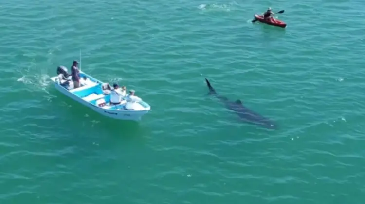 Se trata de un tiburón ballena, especie protegida. (Foto: Instagram/@plano_Zenital