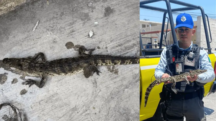 La Policía recibió el reporte de los habitantes de la vivienda. (Especial / EXPRESO)