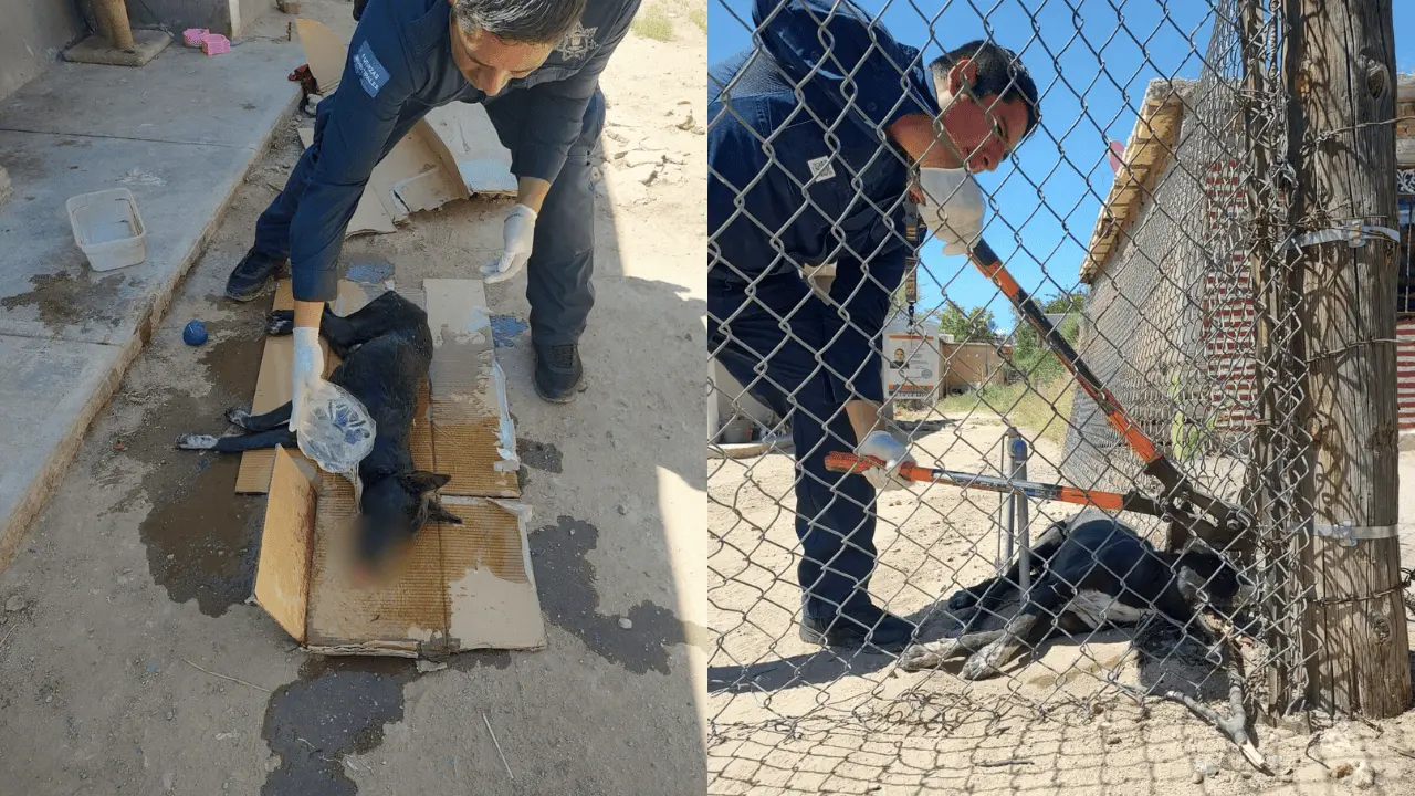 Rescatan a perro atrapado en la colonia Arco Iris; sufría golpe de calor