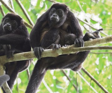 AMLO confirma muerte de animales por intensa ola de calor