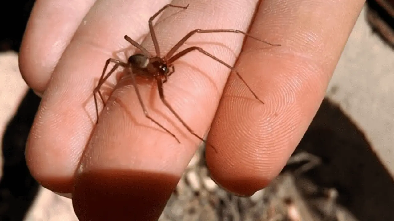 Aumenta atención por picaduras de araña violinista