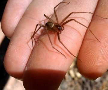 Aumenta atención por picaduras de araña violinista