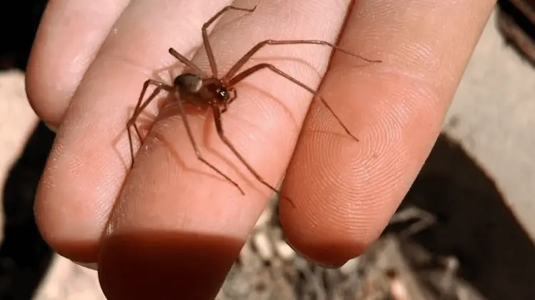 Araña violinista, también conocida como araña de rincón. (Especial / EXPRESO)