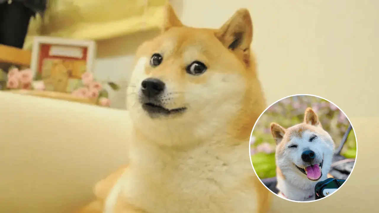 Muere Kabosu, la perrita japonesa detrás del meme de Doge