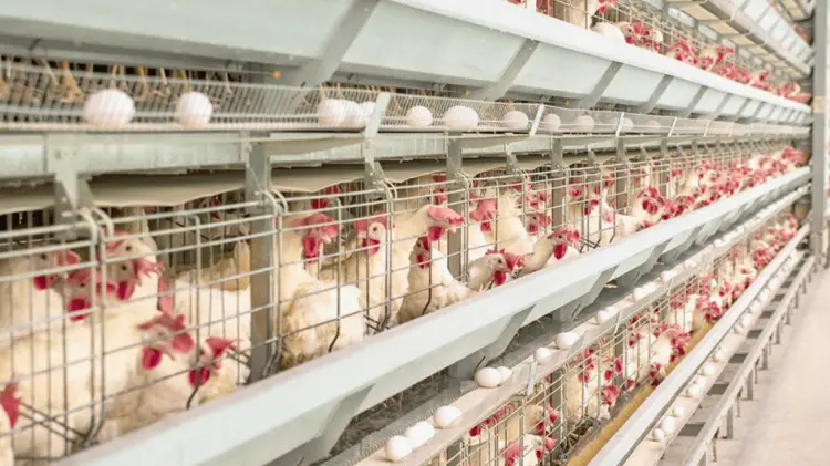 Producción de huevo en Sonora es estable pese a desafíos