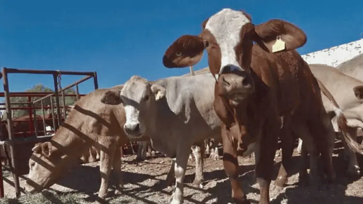 La producción de carne bovina en Sonora repunta en el primer trimestre de 2024. (Foto: Especial)