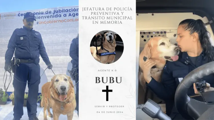 Bubu llegó casi a los 15 años de vida, 9 de ellos en servicio. (Fotos: Cortesía)