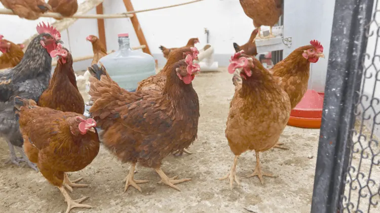 Registran en México primera muerte en humano por A (H5N2). (Foto: Especial / EXPRESO)