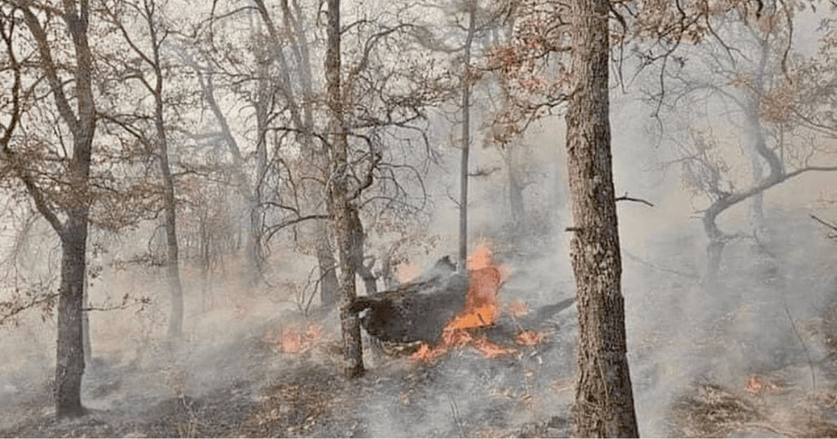 Se reducen los incendios forestales en Sonora un 90%