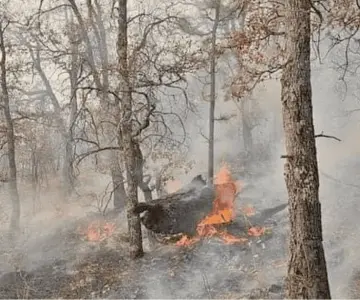 Se reducen los incendios forestales en Sonora un 90%