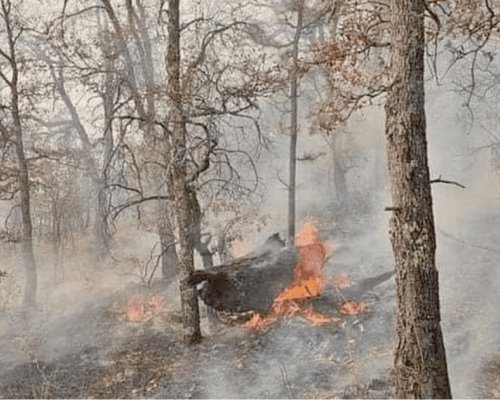 Se reducen los incendios forestales en Sonora un 90%