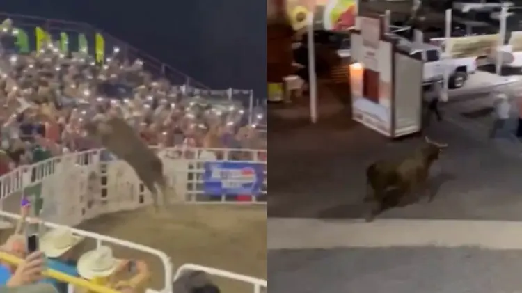 El momento en que el animal salta hacia el público fue captado en video. (Foto: Capturas de video)