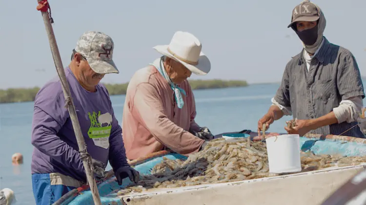 Sanidad y protocolos impulsan optimismo en la cosecha de camarón sonorense. (Foto: Especial/EXPRESO)