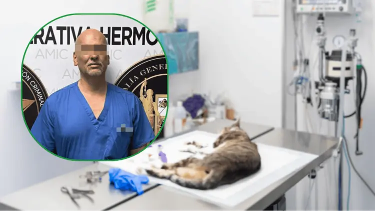 Víctor N fue vinculado a proceso tras la muerte de la gatita Mona. (Foto: Especial/EXPRESO)