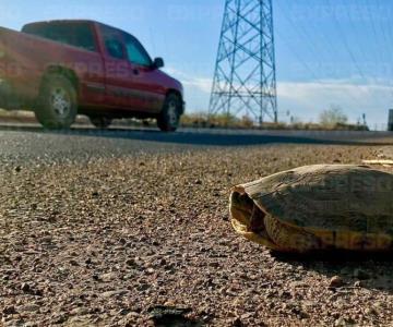 Alertan a automovilistas por presencia de tortugas al poniente de Hermosillo