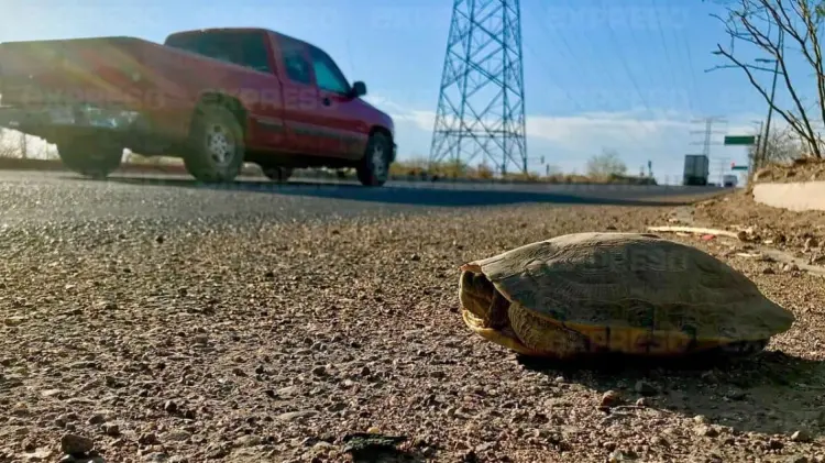 De momento no se ha reportado el atropellamiento de alguna tortuga. (Foto: Jorge Flores/EXPRESO)