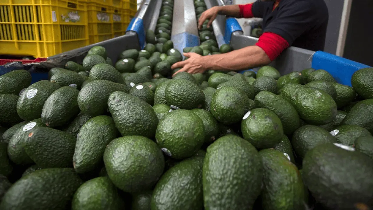Buscan revertir suspensión de exportaciones de aguacate y mango a EU