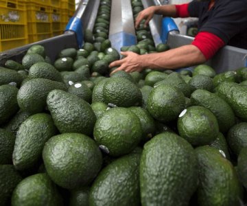 Aranceles de Trump dispararán precios de aguacates y gasolina