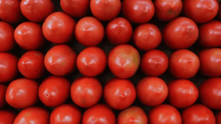 El tomate mexicano ya no requiere certificación libre de virus rugoso. (Foto: Agencia Reforma)