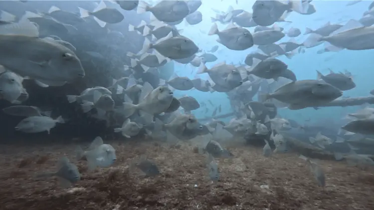 El área se llenó de peces y flora en poco tiempo. (Foto: Cortesía)