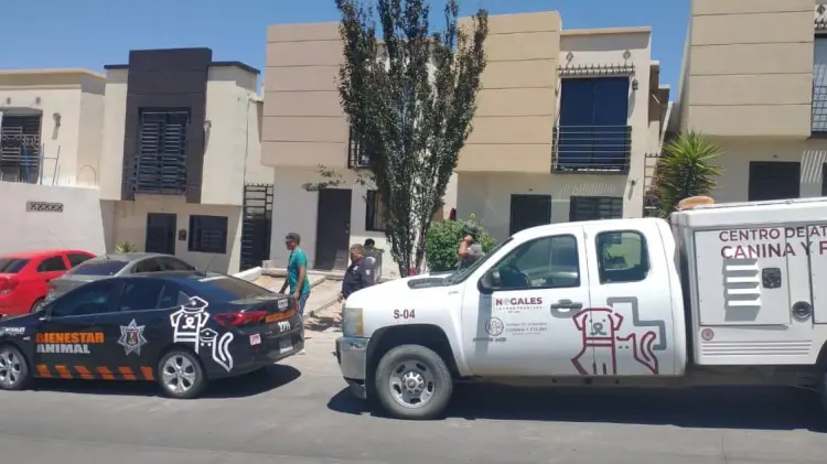 Los perros fueron trasladados al Centro de Atención Canina y Felina. (Foto: Especial)