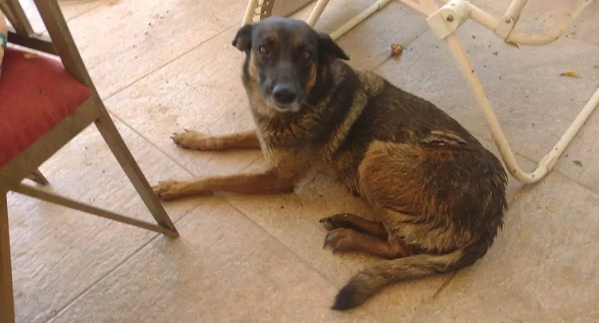 Denuncian envenenamiento de 8 perros en refugio de Hermosillo