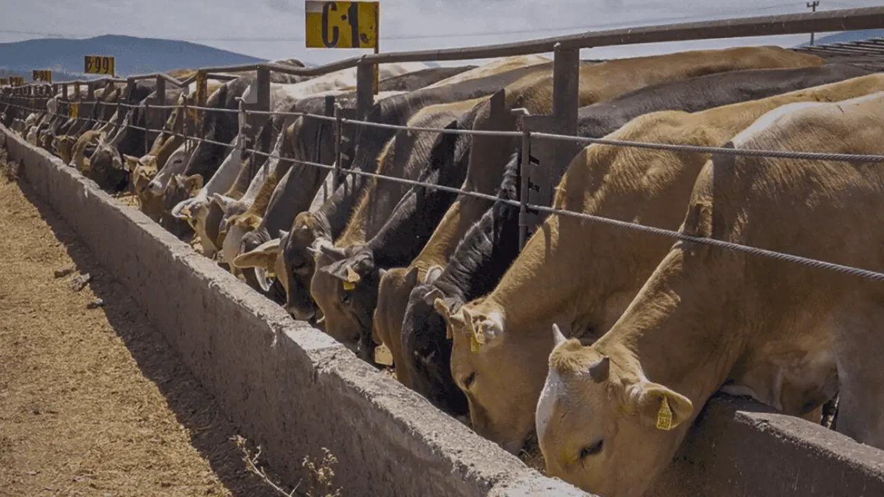 Ganaderos de Sonora buscan reembolso de arancel pagado en exportaciones