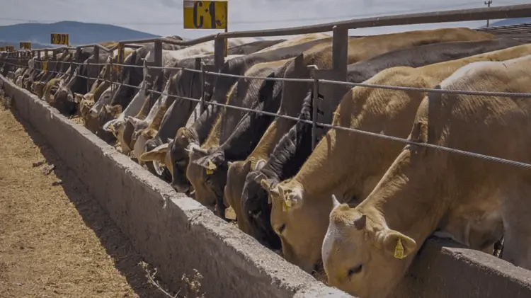 La carne bovina logró una producción valuada de 132 mdp. (Foto: Especial / EXPRESO)