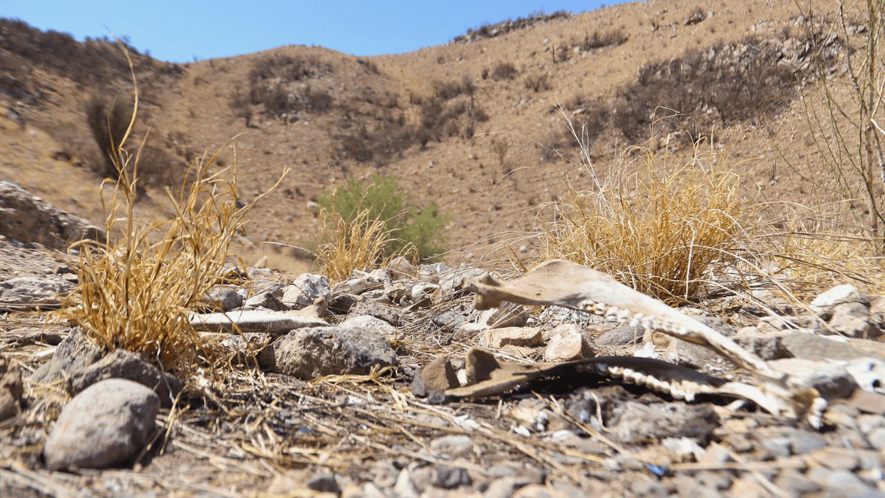 Sequía se agudiza en Sonora a dos meses del fin de la temporada de lluvias