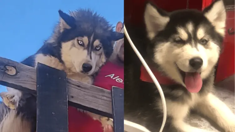 La dueña de Mía le reclamó la agresión al hombre. (Fotos: Tomadas de redes)