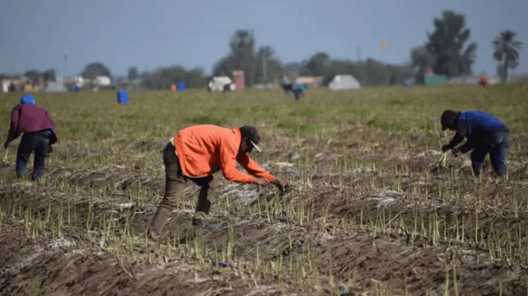 La entidad se ratifica como primer productor de espárrago en el país. (Foto: Especial)