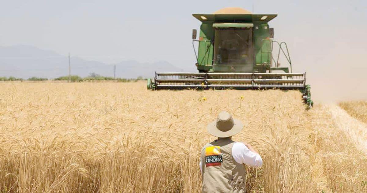 Aumenta importación de granos en México